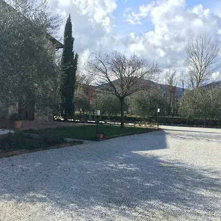 L'olivo